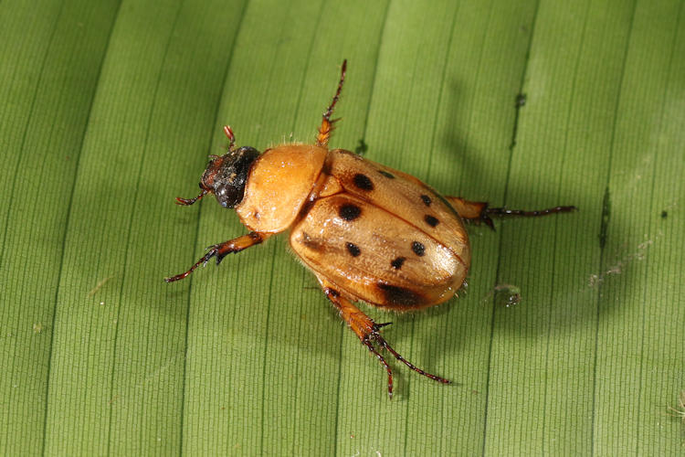 Cyclocephala brittoni