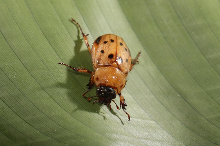 Cyclocephala brittoni