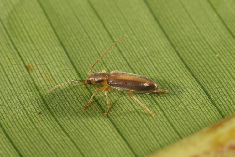 Oedemeridae sp.