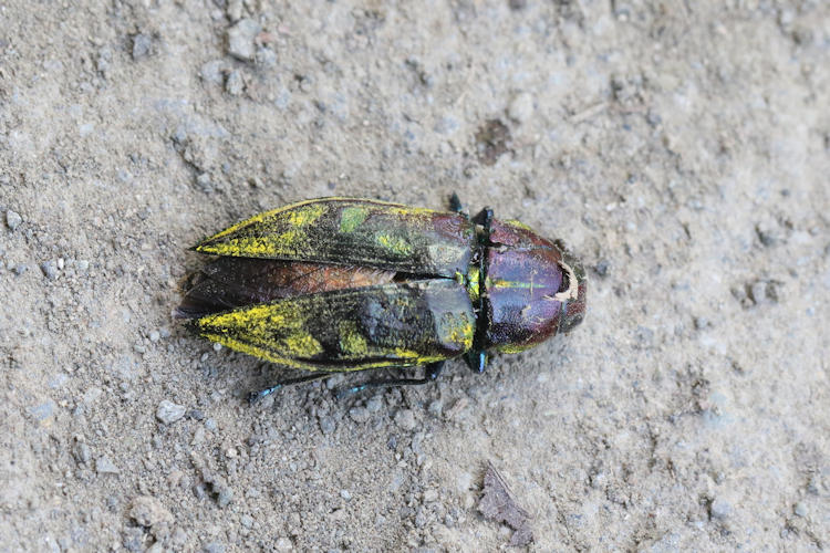 Halecia laticollis