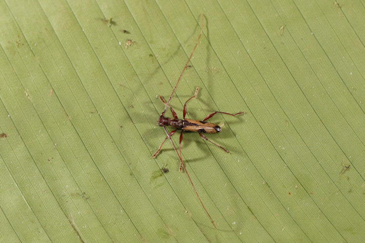 Thoracibidion pleurostictum