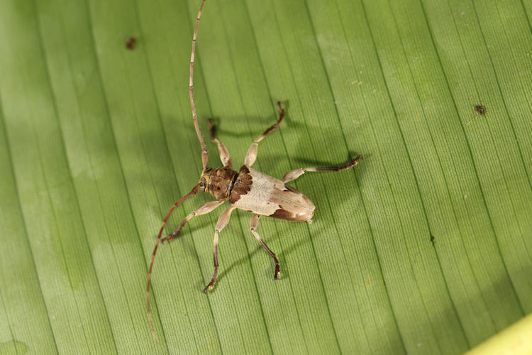 Oreodera canotogata