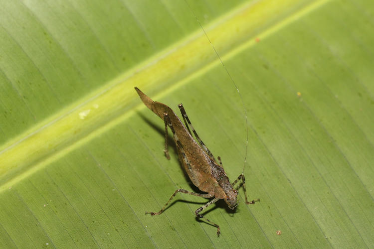 Dolichocercus sp.