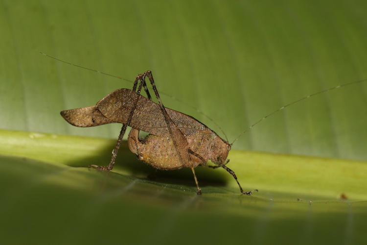 Dolichocercus latipennis