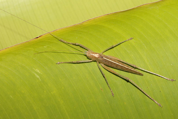 Docidocercus sagittatus