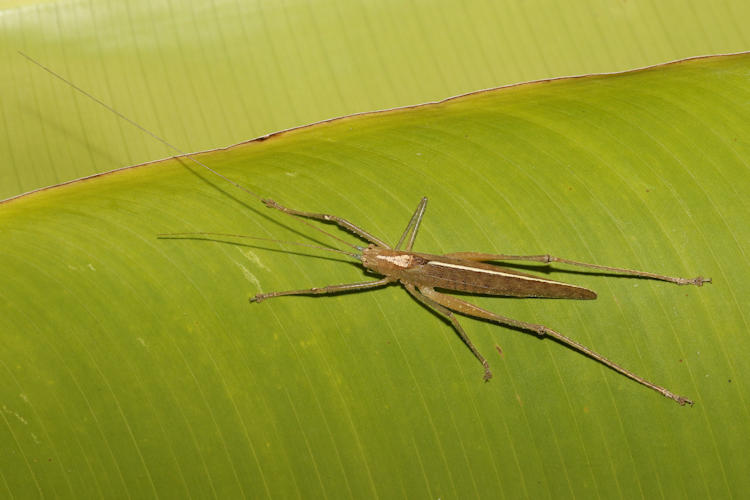 Docidocercus sagittatus