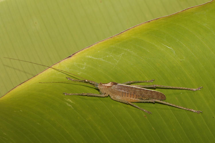 Docidocercus sagittatus