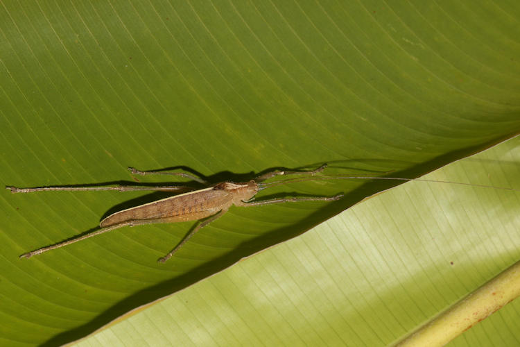 Docidocercus sagittatus