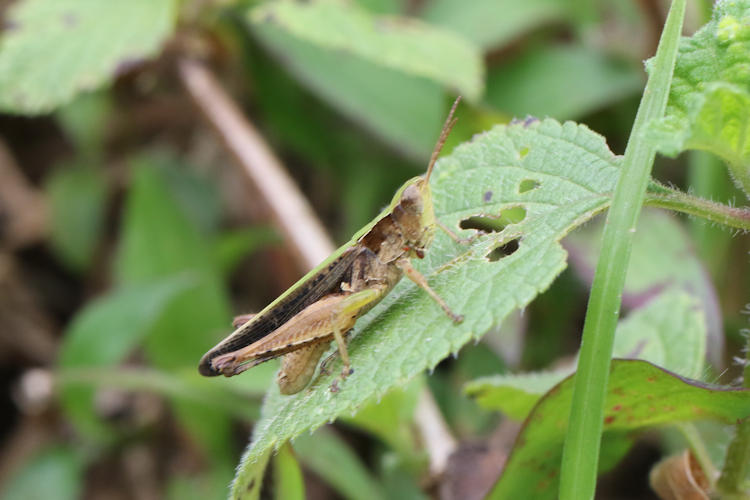 Orphulella punctata