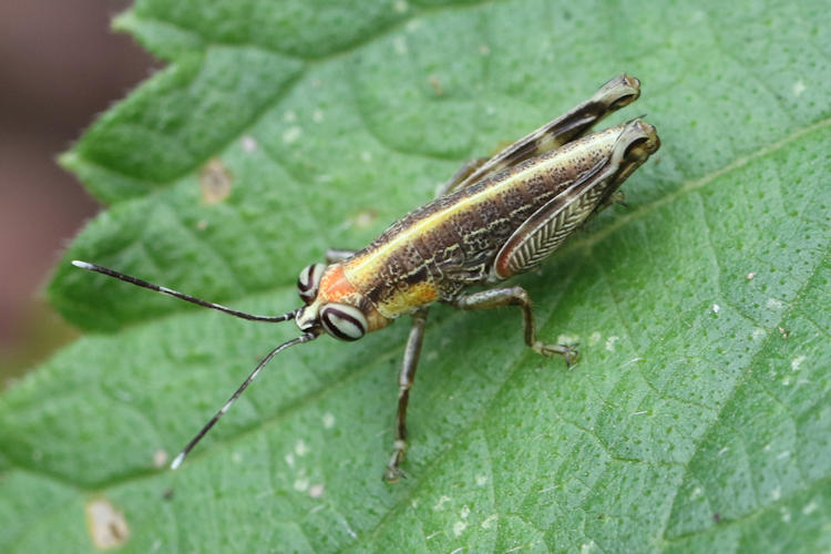 Passiflora vitifolia