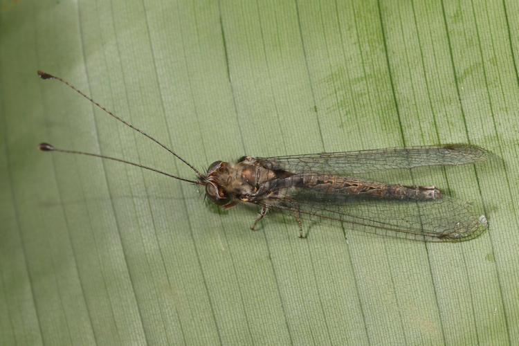 Ululodes bicolor