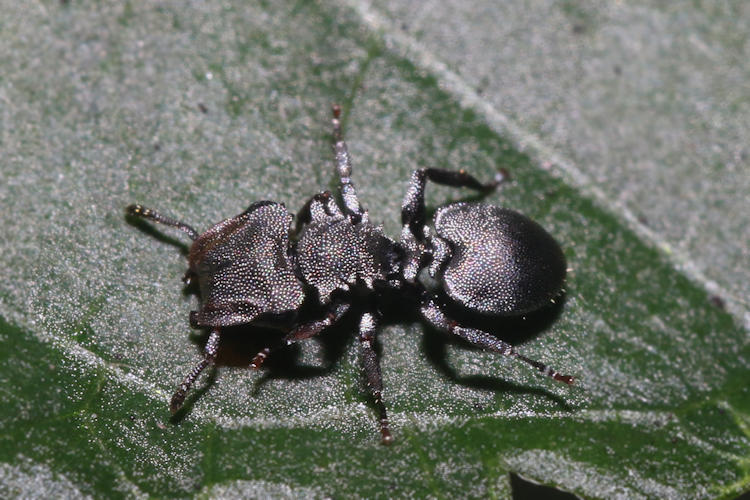 Cephalotes cristatus