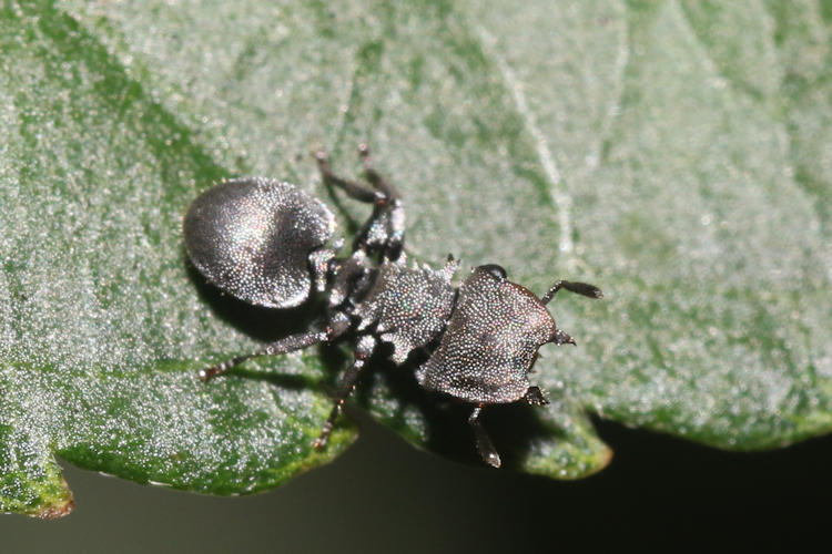 Cephalotes cristatus