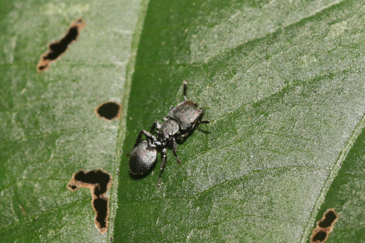 Cephalotes cristatus