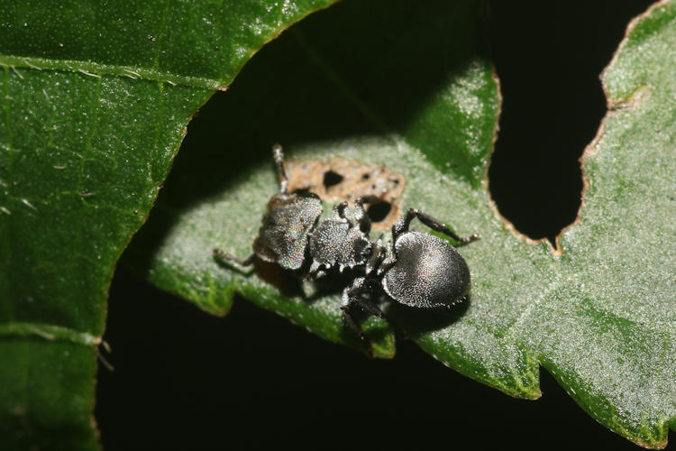 Cephalotes cristatus