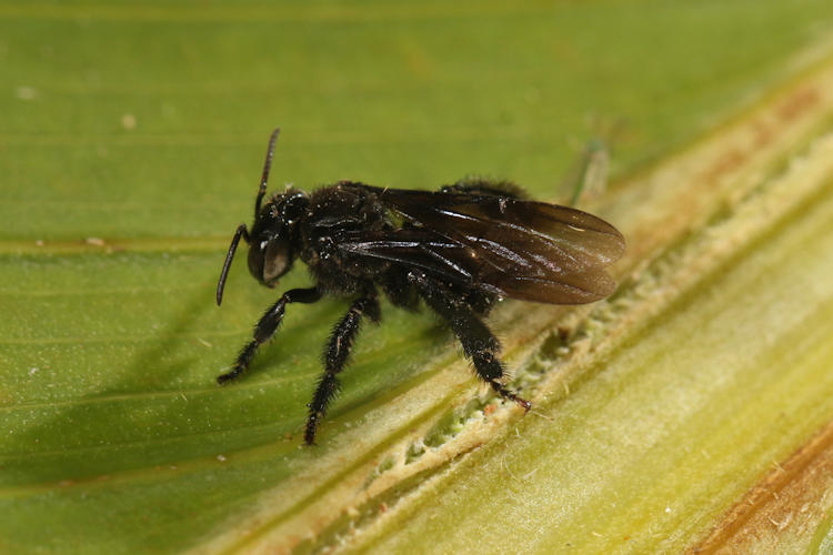 Trigona sp.