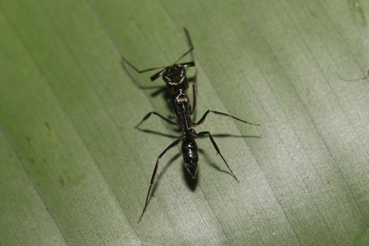 Odontomachus haematodus