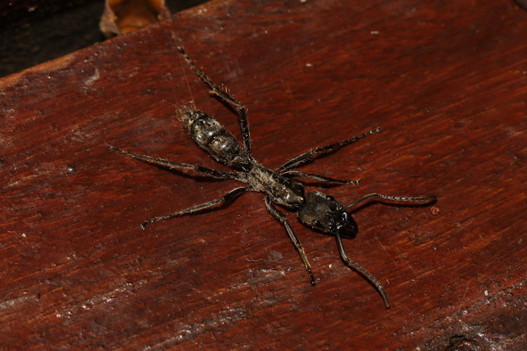 Neoponera foetida