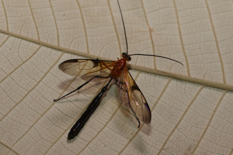 Thyreodon rufothorax