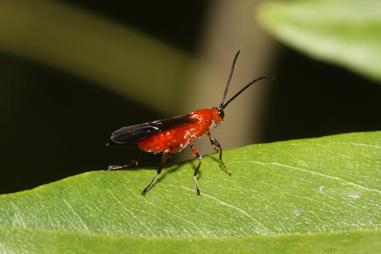 Alysiinae sp.