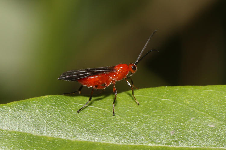 Alysiinae sp.