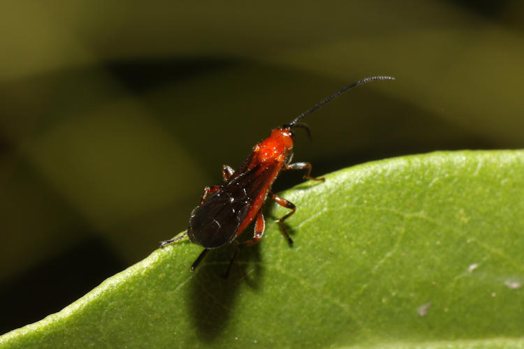 Alysiinae sp.