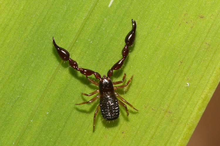 Chernetidae sp.