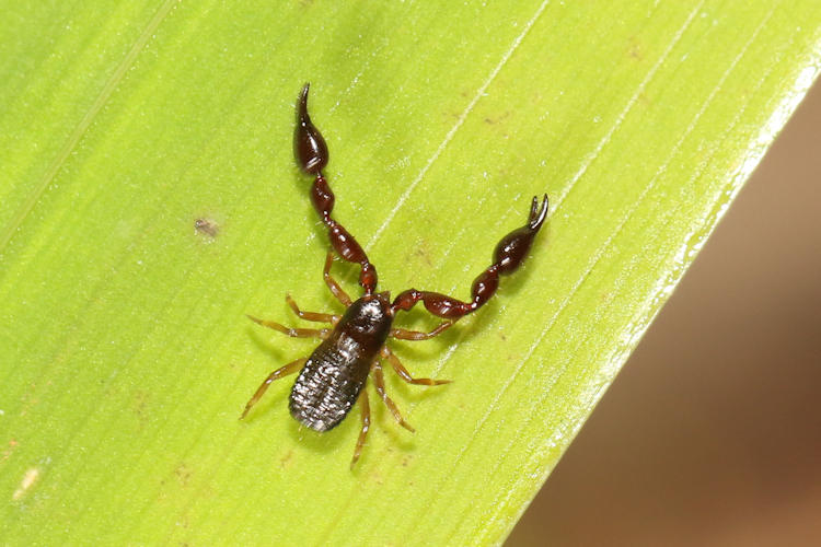 Chernetidae sp.