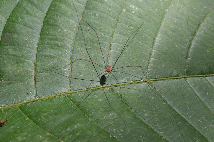 Leiobunum sp.