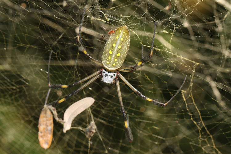 Trichonephila clavipes