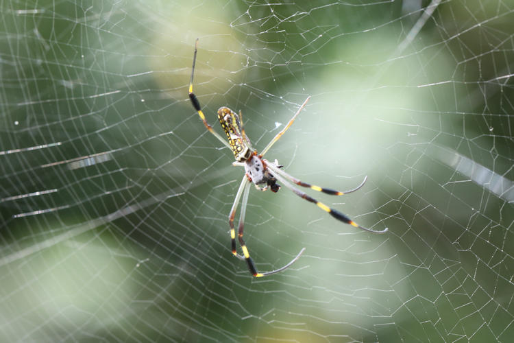 Trichonephila clavipes