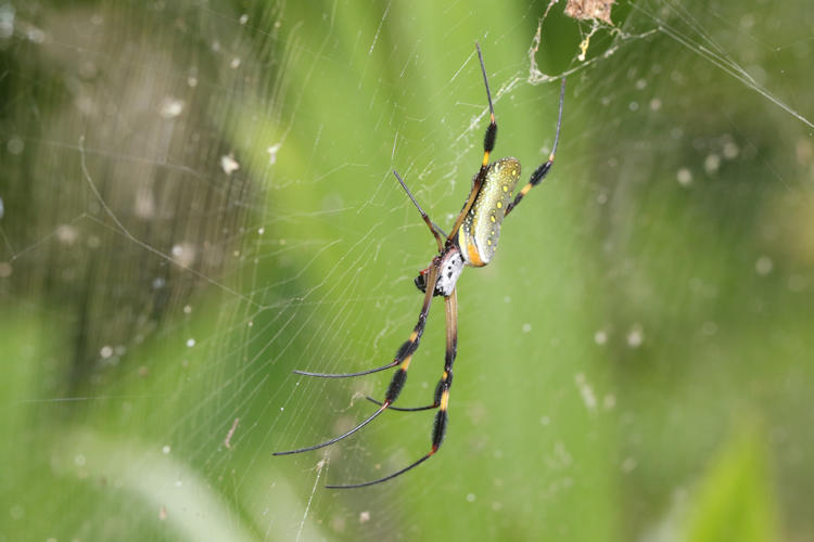 Trichonephila clavipes