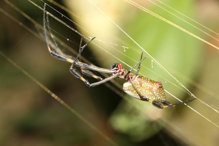 Trichonephila clavipes