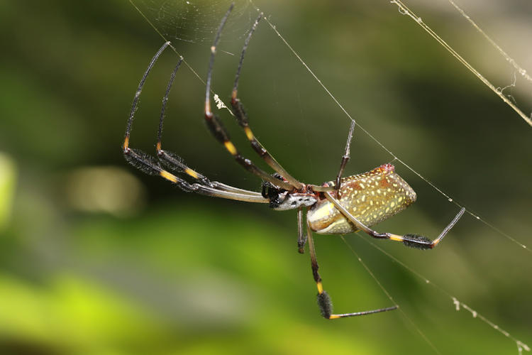 Trichonephila clavipes