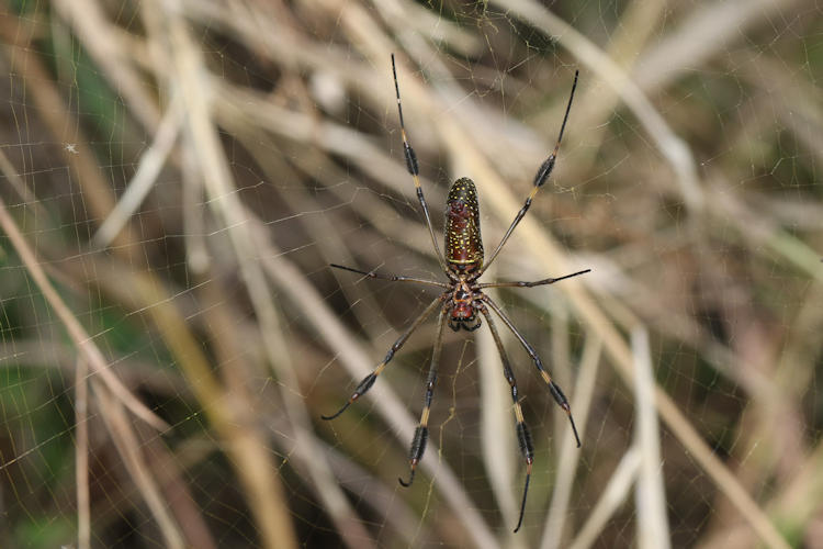 Trichonephila clavipes