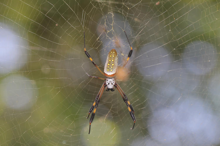 Trichonephila clavipes