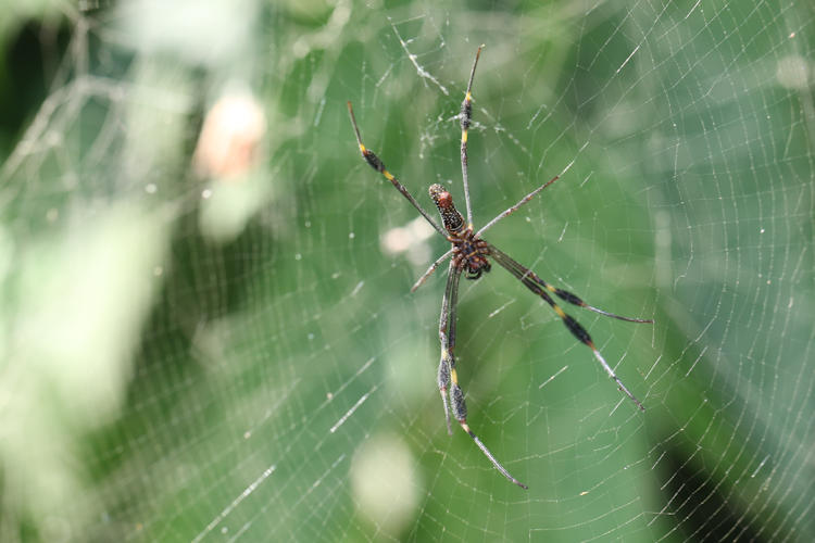 Trichonephila clavipes