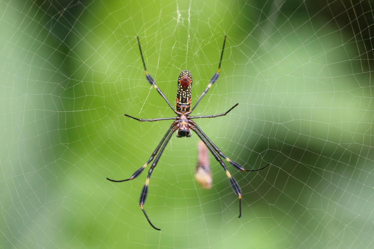 Trichonephila clavipes