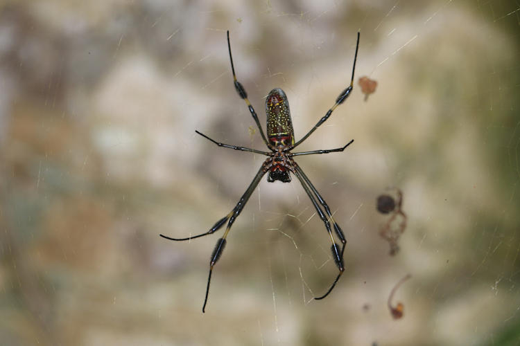 Trichonephila clavipes