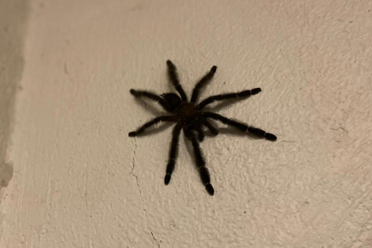 Psalmopoeus reduncus