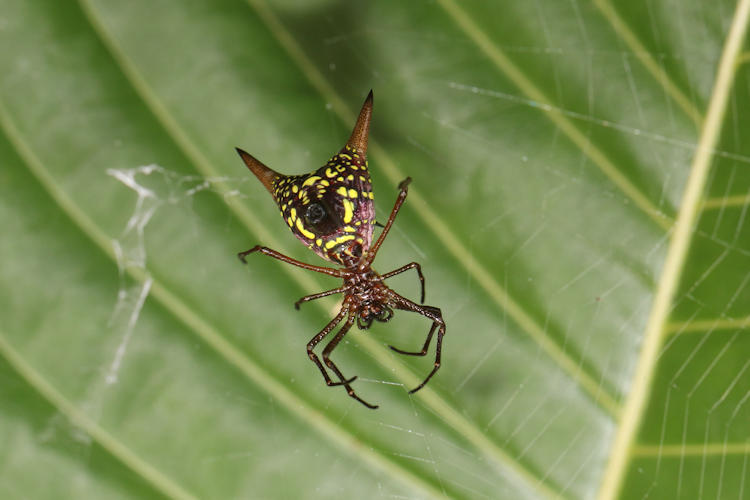 Micrathena sexspinosa