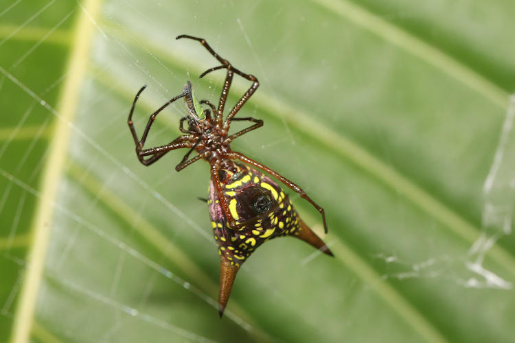 Micrathena sexspinosa