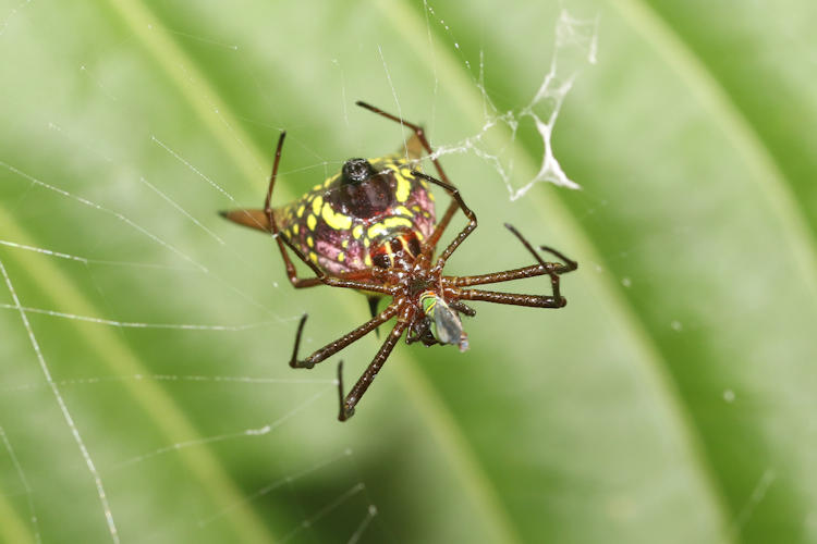 Micrathena sexspinosa