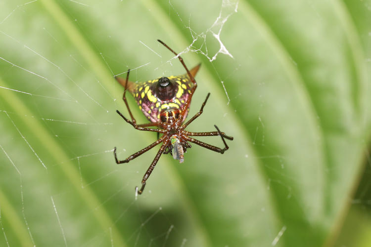 Micrathena sexspinosa