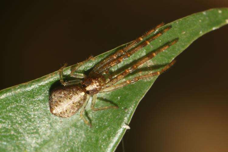 Tmarus sp.