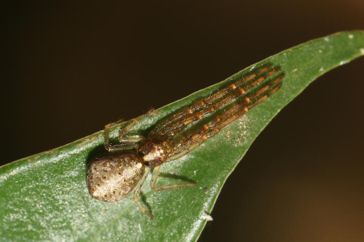 Tmarus sp.