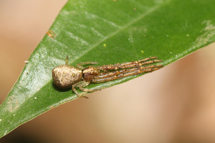 Tmarus sp.