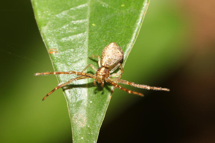 Tmarus sp.