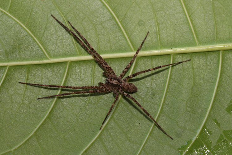 Acanthoctenus sp.2