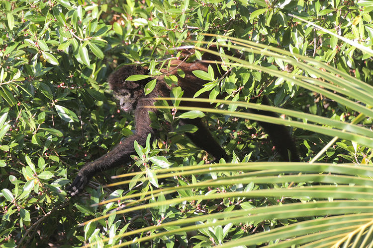 Ateles geoffroyi ornatus